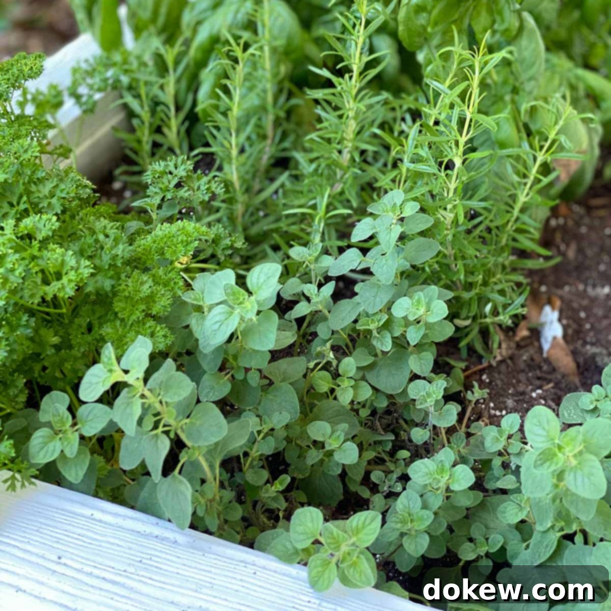 fresh-herbs-3019 Fresh oregano and other herbs growing in a rustic wooden flowerbox.