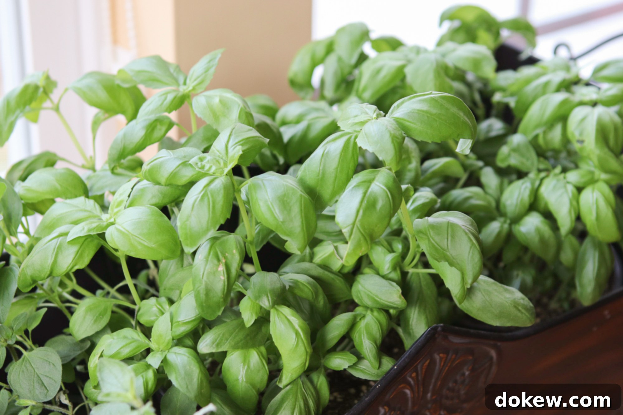 Living Basil Living Basil